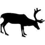 Silhouette deer with great antler on white background. Vector illustration.