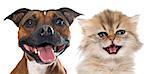 stafforshire bull terrierand persian kitten in front of white background