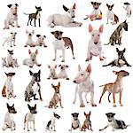 group of bull terriers in front of white background