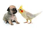 young puppy chihuahua and cockatiel in front of white background