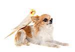 chihuahua and cockatiel in front of white background