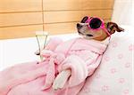 jack russell dog relaxing  and lying, in   spa wellness center ,wearing a  bathrobe and funny sunglasses , champagne cocktail