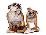 young english bulldogs and books  in front of white background