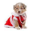 dressed puppy australian shepherd in front of white background