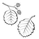 Set of Plant Pictograms, Alder Tree Leaves, Black on White.