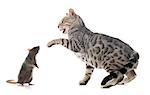 bengal cat hunting rat in front of white background