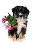 puppy australian shepherd holding flowers in front of white background