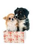 puppy australian shepherd and chihuahua in front of white background