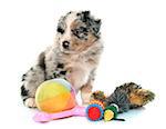 puppy australian shepherd and toys in front of white background