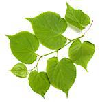 Green tilia leafs isolated on white background