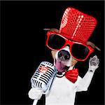 jack russell terrier dog isolated on black background singing with microphone a karaoke song in a night club