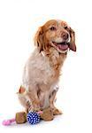 Brittany Spaniel in front of white background