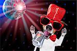 jack russell terrier dog isolated on black background singing with microphone a karaoke song in a night club, disco ball in background
