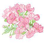 Pink flowers of Apple isolated on a white background. All elements are made separately and grouped.   Vector illustration.