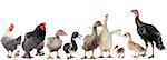 group of poultry in front of white background