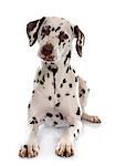 young female dalmatian in front of white background