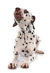 young female dalmatian barking in front of white background