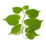 Spring tilia leafs isolated on white background