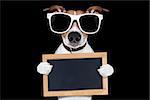 jack russell terrier dog isolated on black background looking at you  with sunglasses , holding banner and placard , very smart and cool