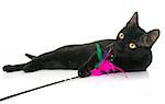 black young cat playing in front of white background