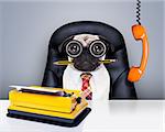 office businessman pug dog  as  boss and chef , with typewriter as a secretary,  sitting on leather chair and desk, in need for vacation