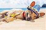 chihuahua dog  relaxing and resting , drunk  on the sand at the beach on summer vacation holidays, ocean shore behind