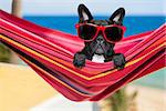 french bulldog dog relaxing on a fancy red  hammock  with red sunglasses, on summer vacation holidays at the beach