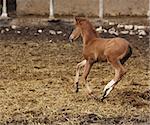 picture of a runing brown foal