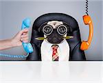 office businessman pug  dog  as  boss and chef , busy and burnout , sitting on leather chair and desk, telephones hanging around