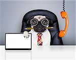 office businessman pug dog with pen or pencil in mouth  , behind laptop pc tablet screen computer,  sitting on a leather chair