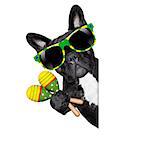 brazil french bulldog dog enjoying summer vacation holidays, behind  blank empty banner or placard, isolated on white background