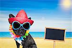 french bulldog dog at the beach with hat and sunglasses , relaxing summer vacation holidays, ocean shore as background, placard or blackboard inlcuded