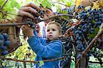 Father and son harvesting grapes together in vineyard