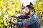 Friends harvesting grapes together in vineyard