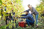 Couple harvesting grapes together in vineyard