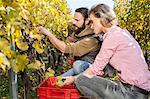 Couple harvesting grapes together in vineyard