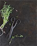 Freshly thyme with an old pair of scissors (seen from above)