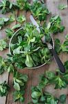 Lamb's lettuce being washed