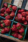 Strawberries in four cardboard punnets (seen from above)