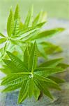 Fresh lemon balm (close-up)