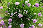 Flowering chives in a garden (seen from above)