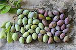 Young green and purple plums on a metal surface