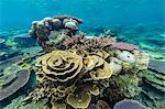 Underwater reef on a remote small Islet in the Badas Island Group off Borneo, Indonesia, Southeast Asia, Asia