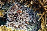 Underwater clownfish in anemone at Pulau Setaih Island, Natuna Archipelago, Indonesia, Southeast Asia, Asia