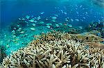 Reef fishes amongst profusion of hard plate at Pulau Setaih Island, Natuna Archipelago, Indonesia, Southeast Asia, Asia