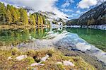 Colorful trees and snowy peaks reflected in Lai da Palpuogna, Albula Pass, Engadine, Canton of Graubunden, Switzerland, Europe