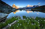 Cotton grass frames the Matterhorn reflected in Lake Stellisee at dawn, Zermatt, Canton of Valais, Swiss Alps, Switzerland, Europe