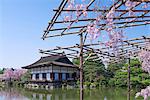 Guest house (Shobikan) with Cherry blossoms at shrine garden, Heian-jingu Shrine, Kyoto, Japan