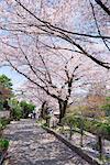 Cherry blossoms, Philosopher's Walk(Tetsugaku no michi), Kyoto, Japan