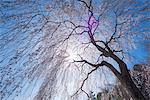 Cherry blossoms, Garden of a Hundred Flowers (Hyakka'en), Tenryu-ji with Arashiyama, Kyoto, Japan